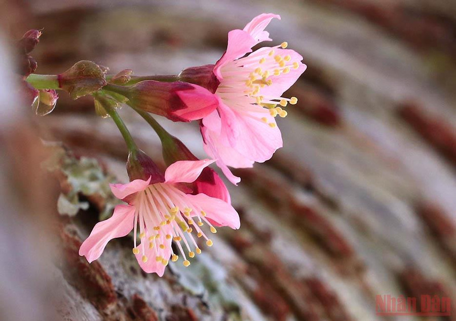 Mai anh đào có hoa đơn năm cánh mỏng manh.