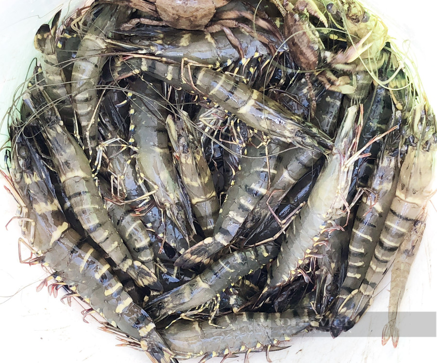 Anh Dương mong muốn phát triển du lịch gắn với giữ gìn thiên nhiên, trong đó có mô hình nuôi tôm sú thuận tự nhiên tại xã Vĩnh Hậu A, huyện Hòa Bình, tỉnh Bạc Liêu. Ảnh: M.A