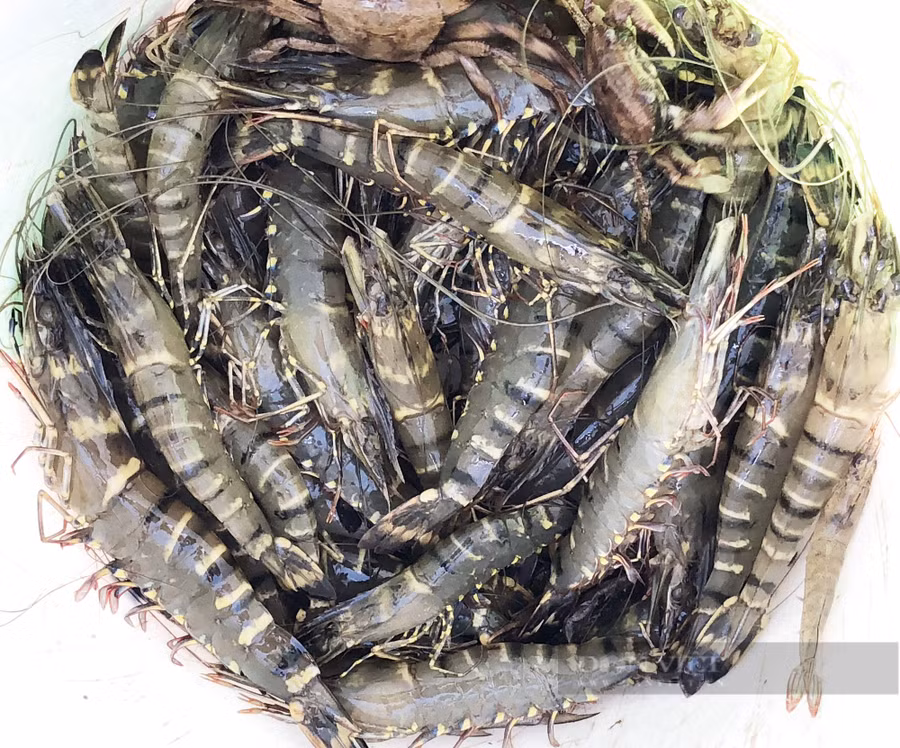 Anh Dương mong muốn phát triển du lịch gắn với giữ gìn thiên nhiên, trong đó có mô hình nuôi tôm sú thuận tự nhiên tại xã Vĩnh Hậu A, huyện Hòa Bình, tỉnh Bạc Liêu. Ảnh: M.A