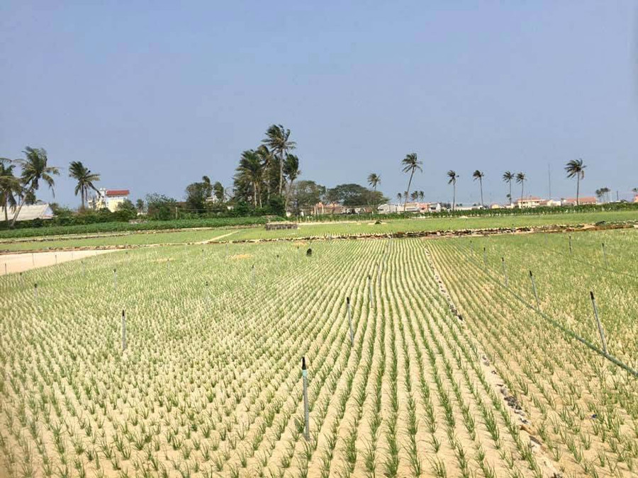 Du lịch đảo Lý Sơn trên cánh đồng tỏi vùi trong cát trắng mênh mông. Ảnh: Tranghoang com.