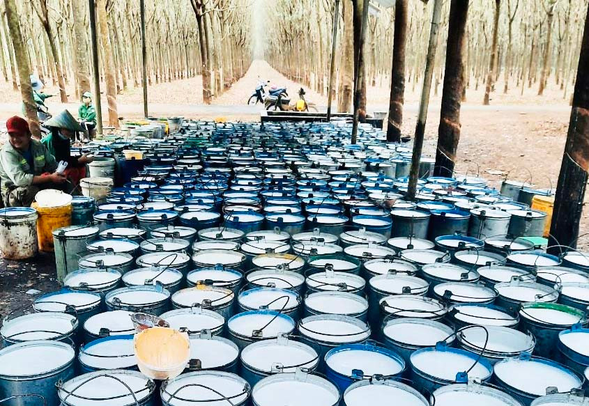 Sản lượng mủ khai thác của Công ty TNHH một thành viên Cao su Chư Prông giai đoạn 2012-2021 đạt 81.613 tấn. Ảnh: Ngọc Bảo