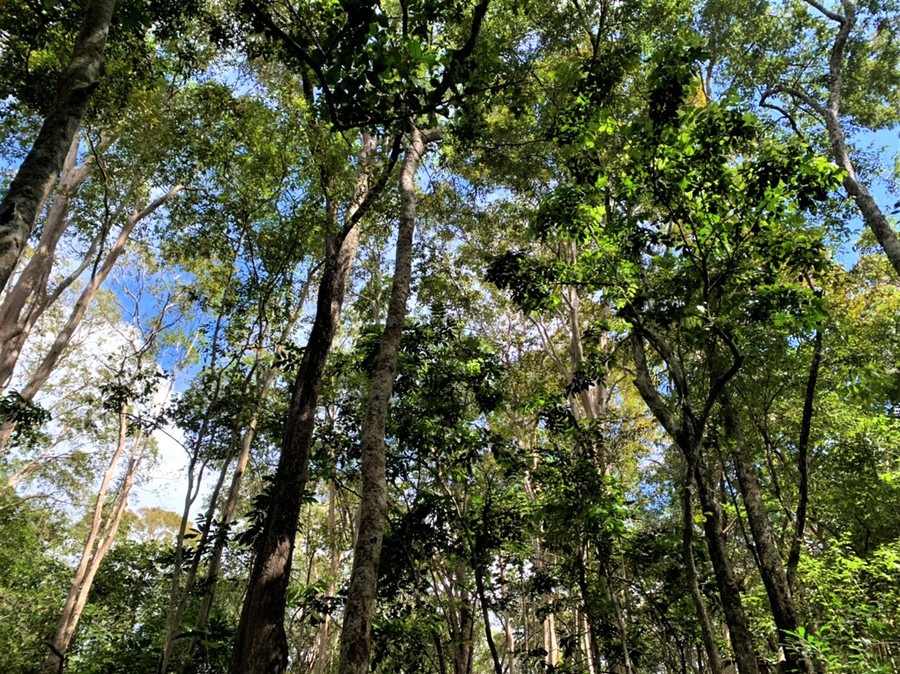 ... mà còn góp phần duy trì, bảo vệ sự cân bằng môi trường sinh thái, phát huy vai trò giữ, điều tiết nguồn nước cho lưu vực đầu nguồn nhiều con sông, suối lớn… ở Tây Nguyên và các tỉnh duyên hải Nam Trung Bộ.
