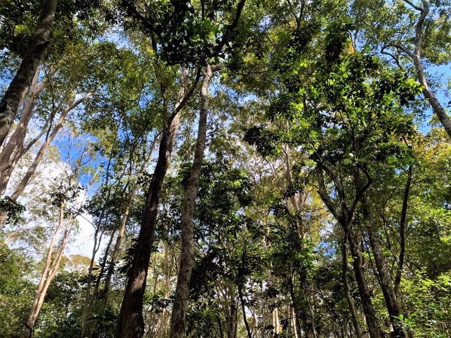... mà còn góp phần duy trì, bảo vệ sự cân bằng môi trường sinh thái, phát huy vai trò giữ, điều tiết nguồn nước cho lưu vực đầu nguồn nhiều con sông, suối lớn… ở Tây Nguyên và các tỉnh duyên hải Nam Trung Bộ.