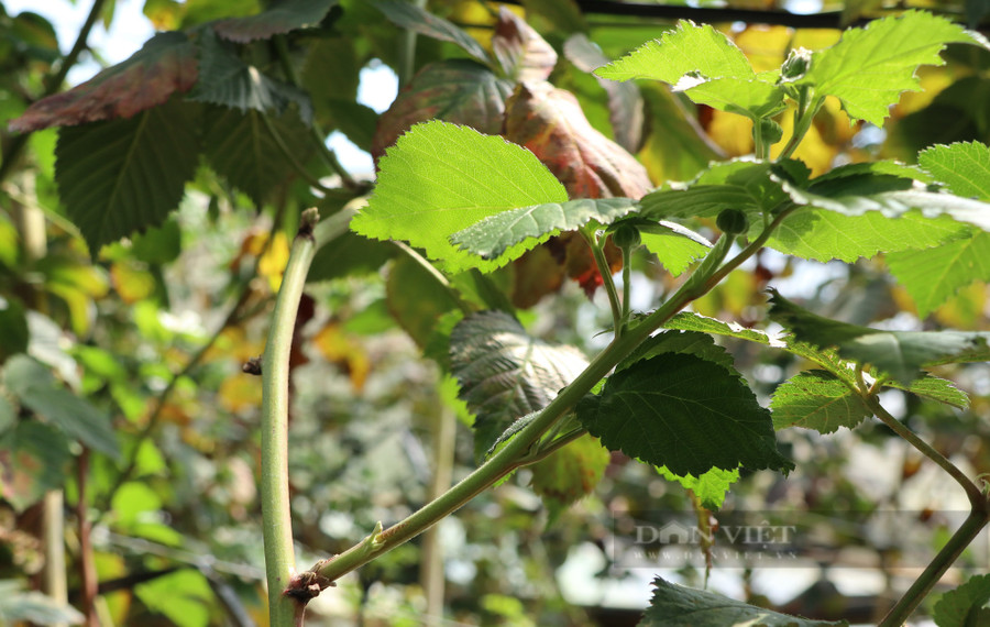 Những mầm phúc bồn tử liên tục mọc lên. Vì vậy, ông Nam thường xuyên dùng kéo đi cắt tỉa những cành già cỗi, lá bị hỏng để cây phúc bồn tử liên tục đâm chồi mới. Từ đó, năng suất của những cây phúc bồn tử trong vườn sẽ được tăng lên theo thời gian. Ảnh: Văn Long.