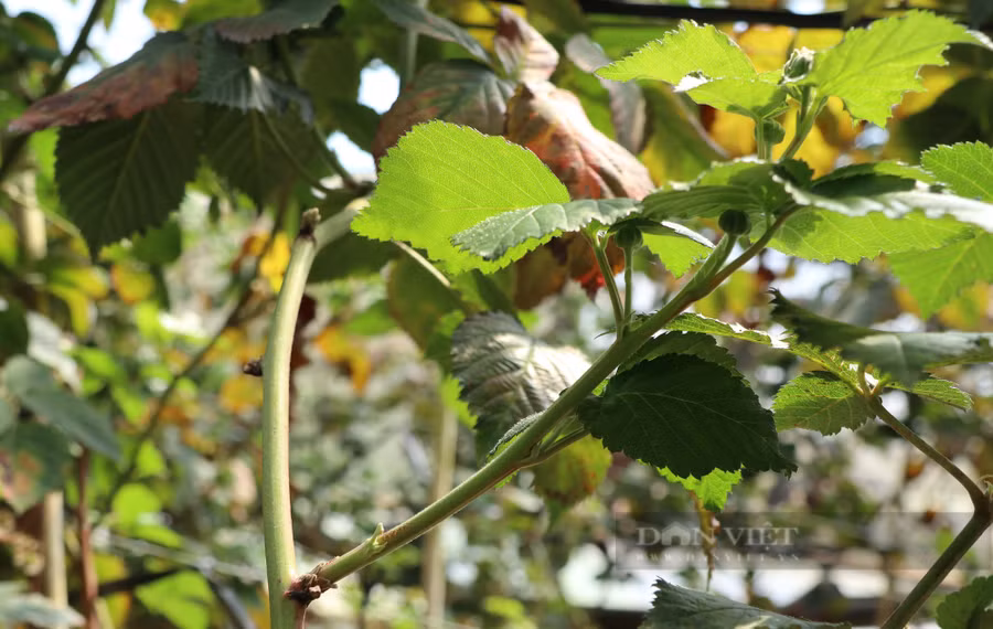 Những mầm phúc bồn tử liên tục mọc lên. Vì vậy, ông Nam thường xuyên dùng kéo đi cắt tỉa những cành già cỗi, lá bị hỏng để cây phúc bồn tử liên tục đâm chồi mới. Từ đó, năng suất của những cây phúc bồn tử trong vườn sẽ được tăng lên theo thời gian. Ảnh: Văn Long.