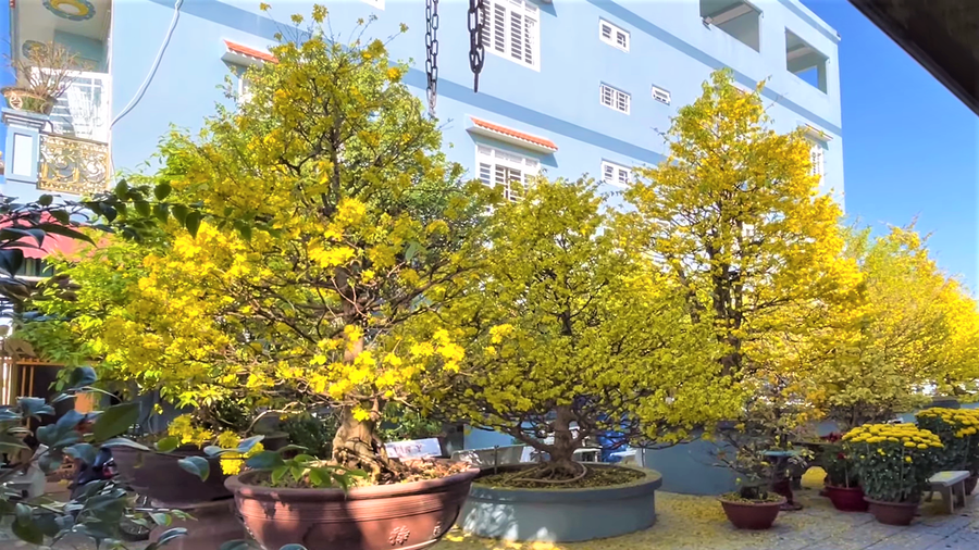 Hoa bung nở khoe sắc ngày tết. Ảnh: Duy Tân