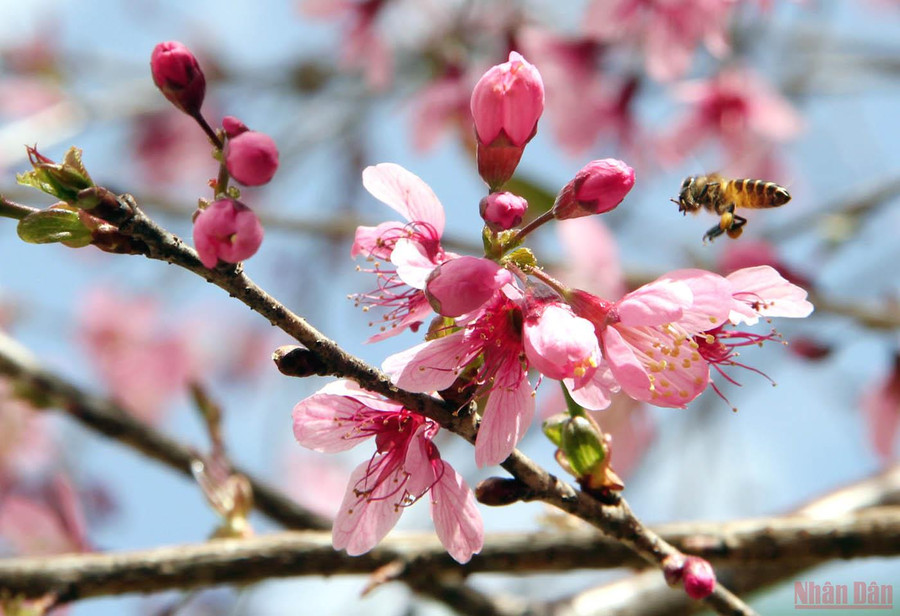  Tìm mật ngọt mùa xuân.