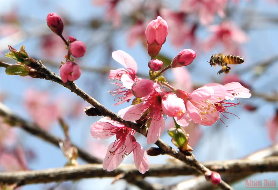 Tìm mật ngọt mùa xuân. Tìm mật ngọt mùa xuân.