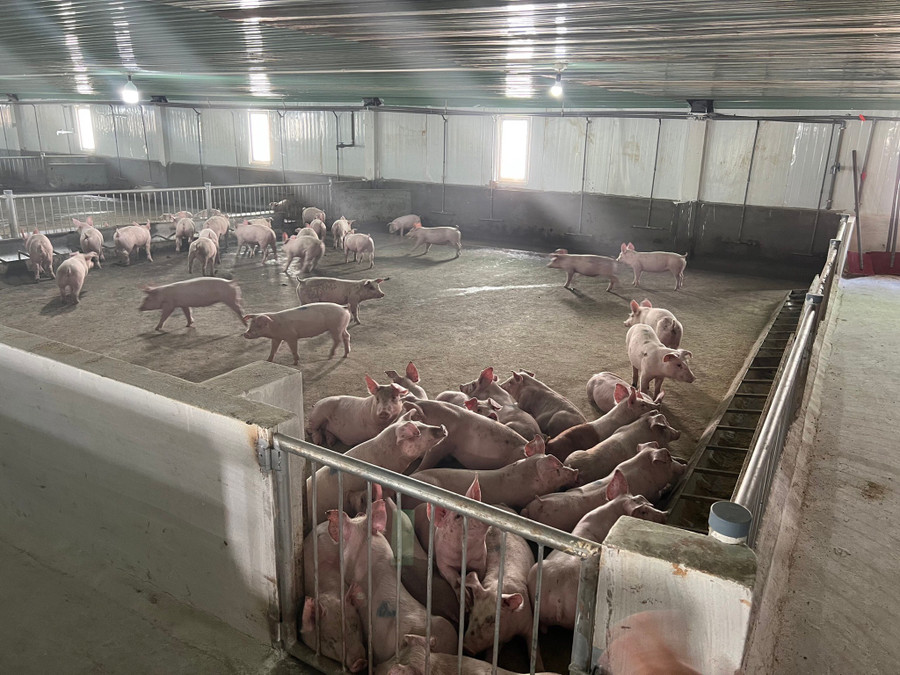 Heo ăn chuối của bầu Đức đã trải qua một hành trình thử nghiệm trải dài từ Gia Lai xuống TP.HCM rồi bay ra Hà Nội. Ảnh: B.C Heo ăn chuối của bầu Đức đã trải qua một hành trình thử nghiệm trải dài từ Gia Lai xuống TP.HCM rồi bay ra Hà Nội. Ảnh: B.C