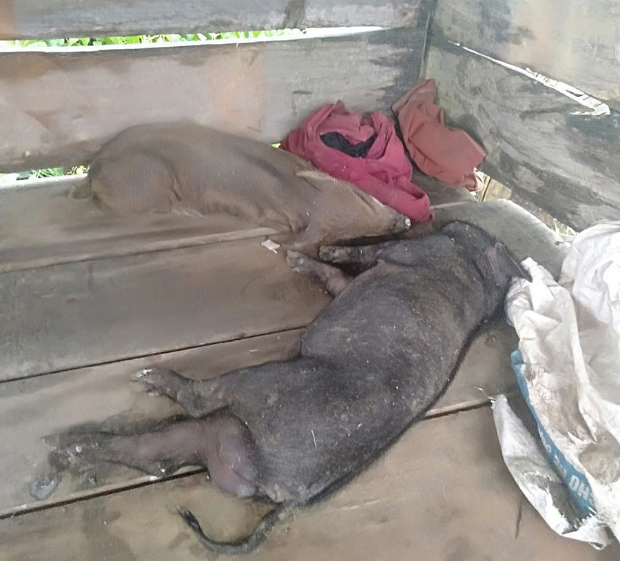 Tổng số lượng heo chết trên địa bàn là 690/ 857 con, số lượng heo bị chết nhiều nhất ở xã Đăk Ring