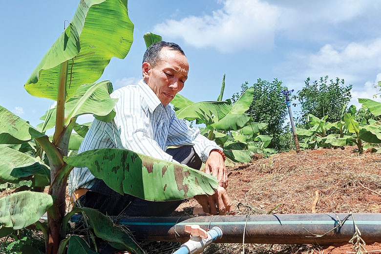 Toàn bộ diện tích trồng chuối đã được anh Đào Văn Cường đầu tư hệ thống tưới tự động  Toàn bộ diện tích trồng chuối đã được anh Đào Văn Cường đầu tư hệ thống tưới tự động