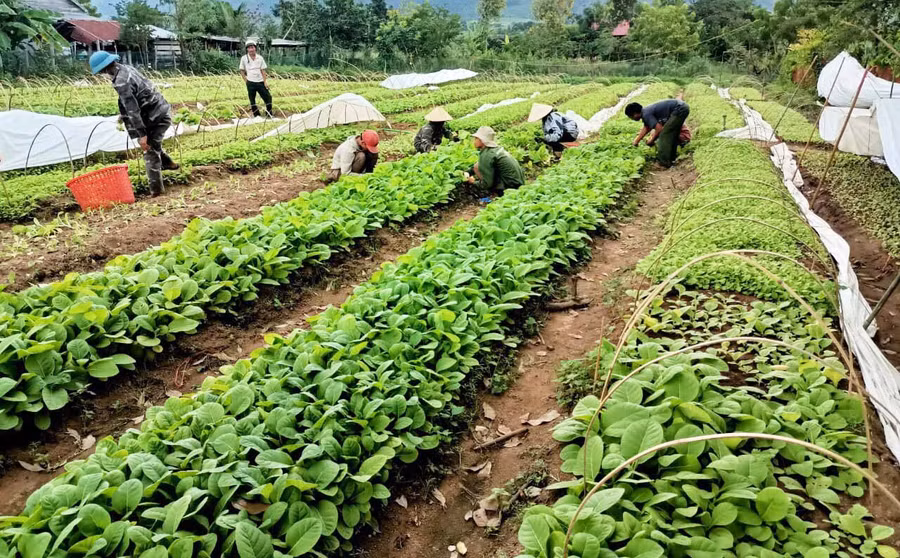 Vườn ươm cây giống thuốc lá nâu của HTX nông nghiệp và dịch vụ thanh niên xã Đất Bằng cung cấp cho các hộ tham gia mô hình. Ảnh: Nguyễn Ngọc