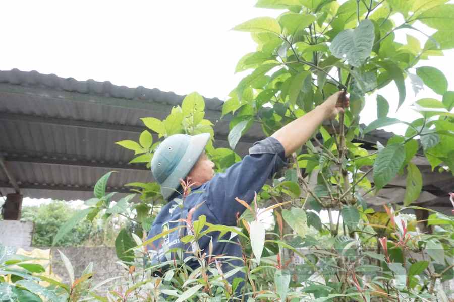 Anh Cơ chuẩn bị thức ăn cho heo. Ảnh: T.H