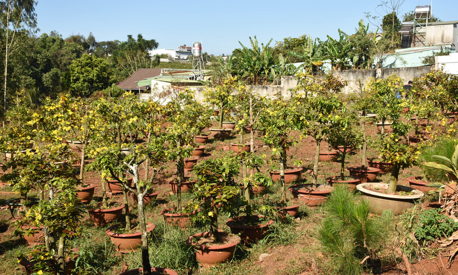 Vườn mai gần 1.000 chậu của anh Phạm Quang Hà (phường Ia Kring). Ảnh: Hà Phương Vườn mai gần 1.000 chậu của anh Phạm Quang Hà. Ảnh: Hà Phương