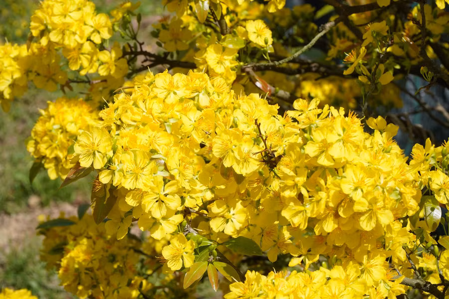 Cây mai vàng tượng trưng cho sự may mắn, giàu sang… Ảnh: Xuân Phúc