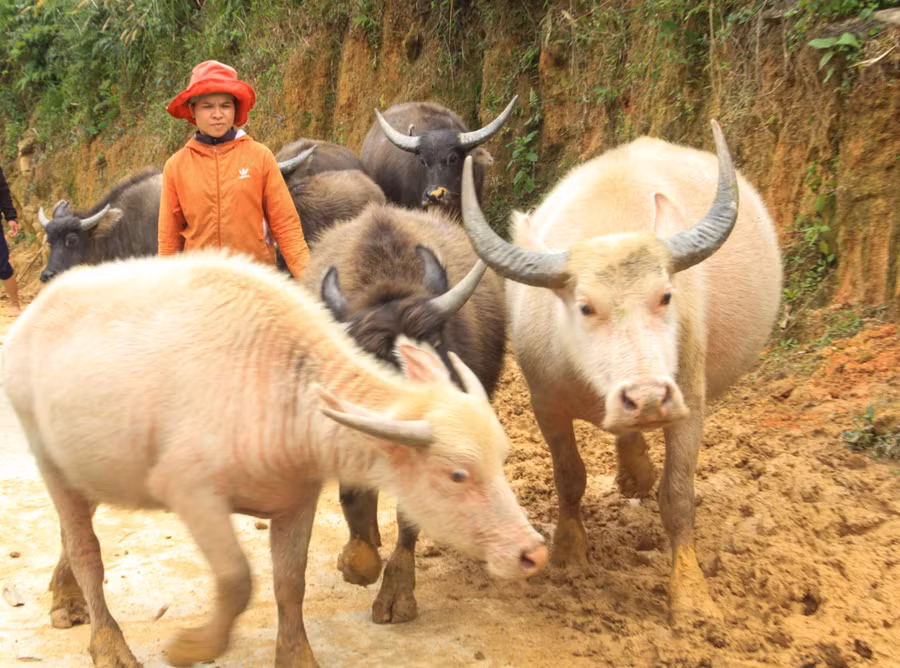 Con trâu trắng hiền lành, dễ nuôi và thân thiện với người lạ