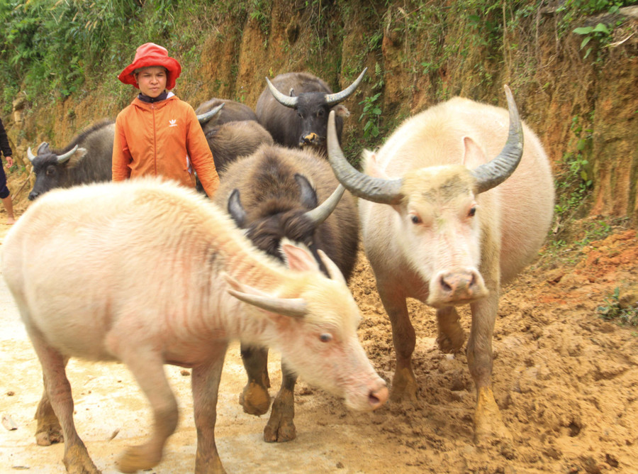 Con trâu trắng hiền lành, dễ nuôi và thân thiện với người lạ
