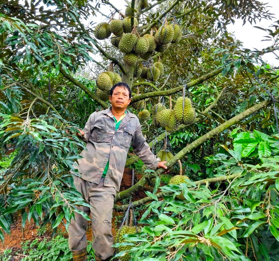 Nhờ trồng sầu riêng trái vụ, gia đình ông Phan Quang Trung (thôn Hợp Thành, xã Sơn Lang) thu lợi nhuận 450 triệu đồng năm, cao hơn làm chính vụ từ 120-150 triệu đồng năm. Ảnh: Ngọc Minh