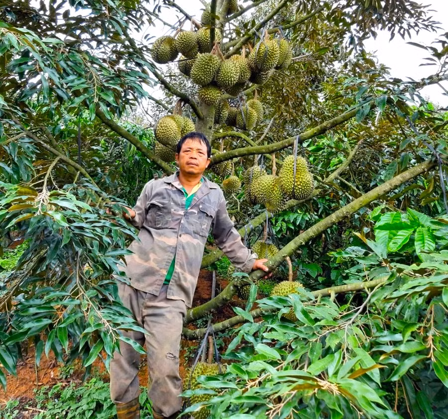 Nhờ trồng sầu riêng trái vụ, gia đình ông Phan Quang Trung (thôn Hợp Thành, xã Sơn Lang) thu lợi nhuận 450 triệu đồng năm, cao hơn làm chính vụ từ 120-150 triệu đồng năm. Ảnh: Ngọc Minh