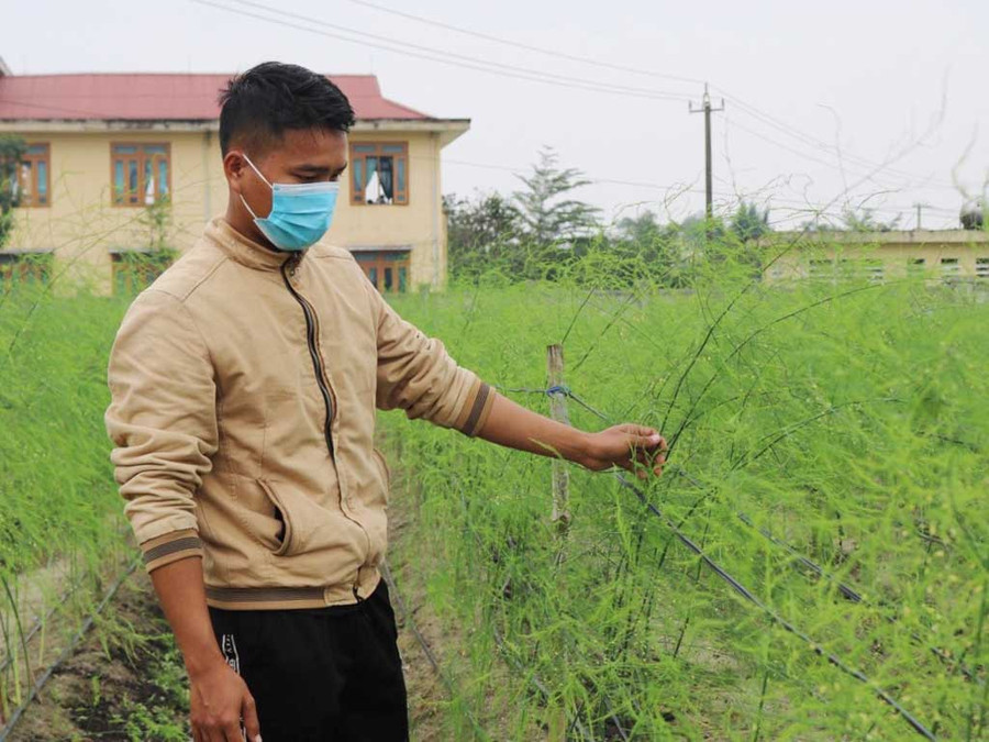 Anh Phạm Công Cường bước đầu thành công sau khi khởi nghiệp với cây măng tây. Ảnh: T.D