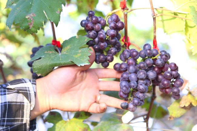 HTX nông nghiệp công nghệ cao Đồng Du lựa chọn 3 giống chính đưa vào sản xuất, gồm nho hạ đen, mẫu đơn xanh và lan ngọc đen. Ảnh: H.N