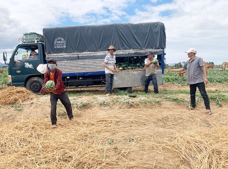  Người trồng dưa hấu thấp thỏm vì giá cả thất thường. Ảnh: Vũ Chi