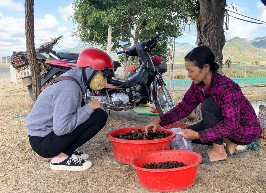Chị Chanh (bìa phải) tranh thủ bắt ốc ban đêm, còn ban ngày thu mua ốc của người dân để bán. Ảnh: Hồng Thương