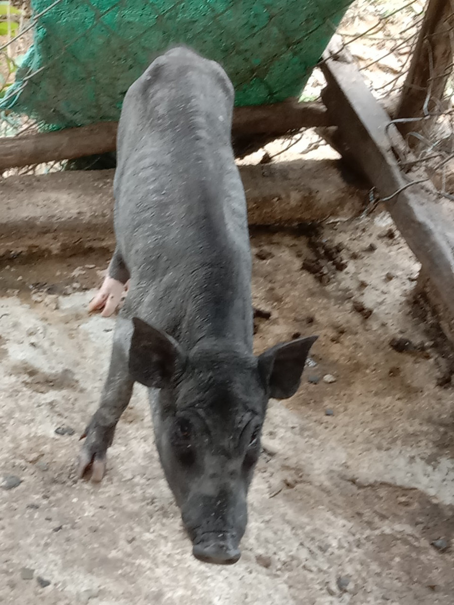  Số lượng heo dự án còn sống chỉ còn 145 con