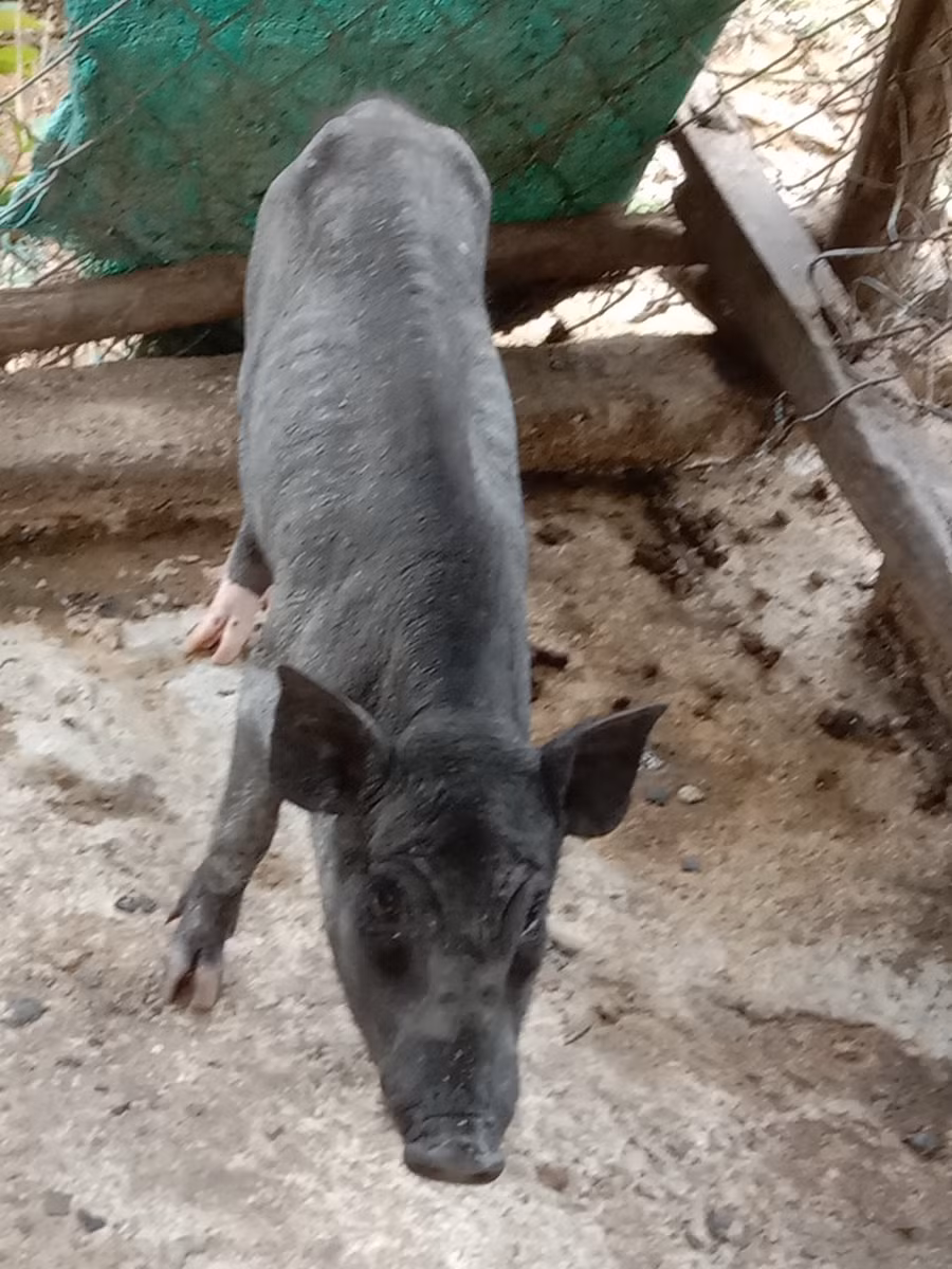  Số lượng heo dự án còn sống chỉ còn 145 con