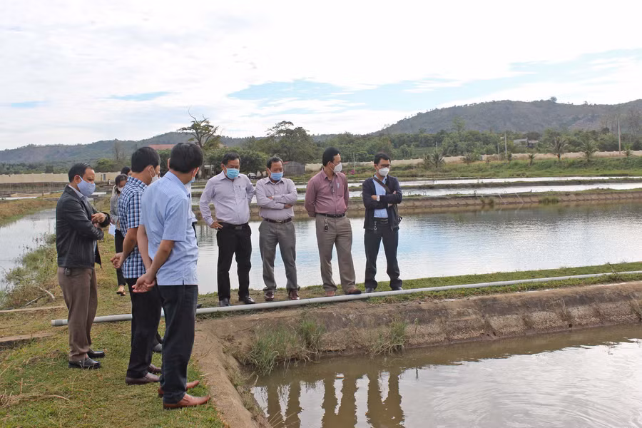 Khảo sát thực tế tại ao cá. Ảnh: Nguyễn Diệp