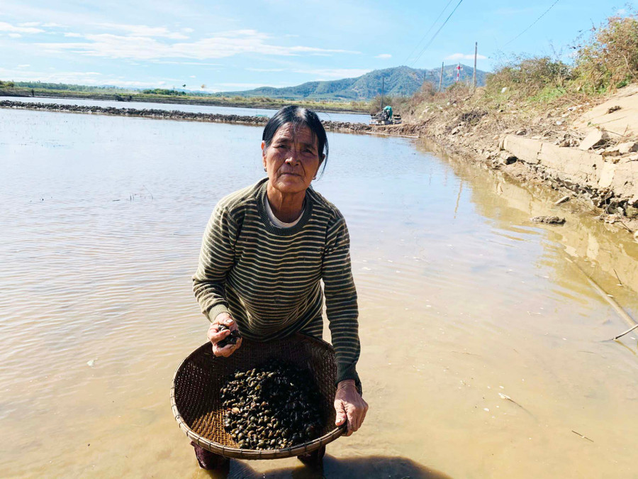 Bà H'nhơ tranh thủ bắt ốc cả ban trưa để bán kiếm thu nhập. Ảnh: Hồng Thương