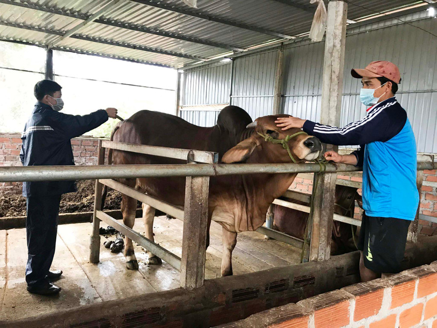 Nhân viên thú y Trung tâm Dịch vụ nông nghiệp huyện Đak Đoa tiêm phòng vắc xin cho đàn bò của người dân. Ảnh: Nguyễn Diệp
