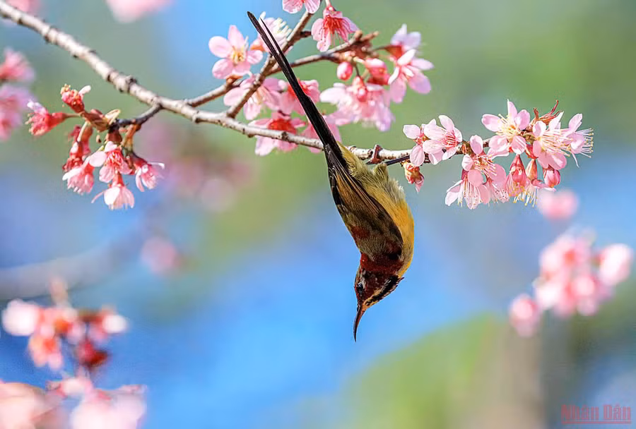 Nhành xuân. Nhành xuân.