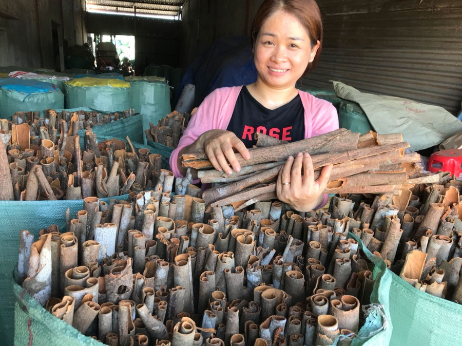 Từ quế thô, chị Quỳnh đã tạo ra nhiều sản phẩm khác nhau. Ảnh: NVCC