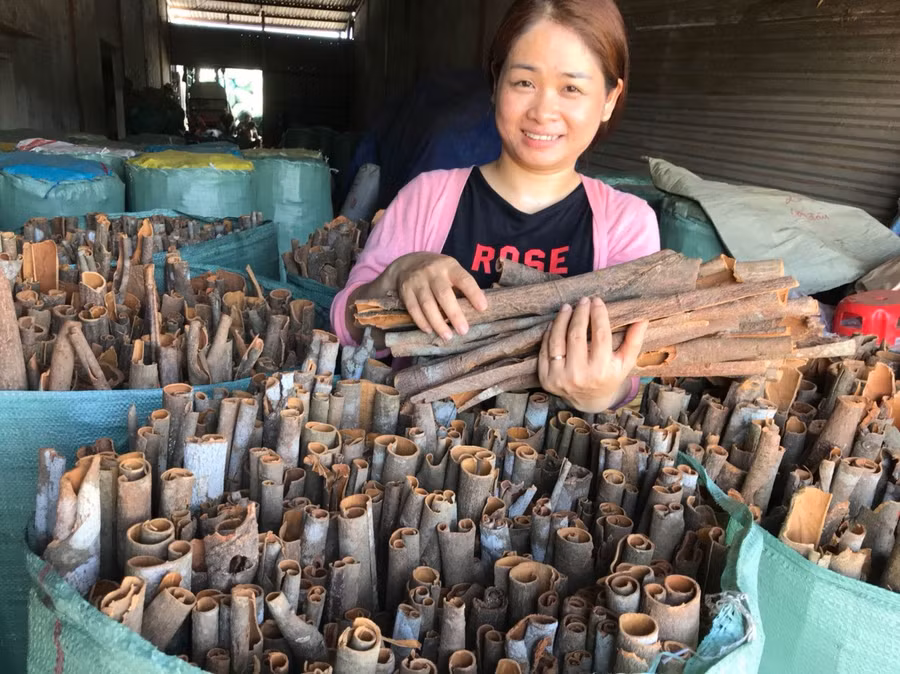 Từ quế thô, chị Quỳnh đã tạo ra nhiều sản phẩm khác nhau. Ảnh: NVCC