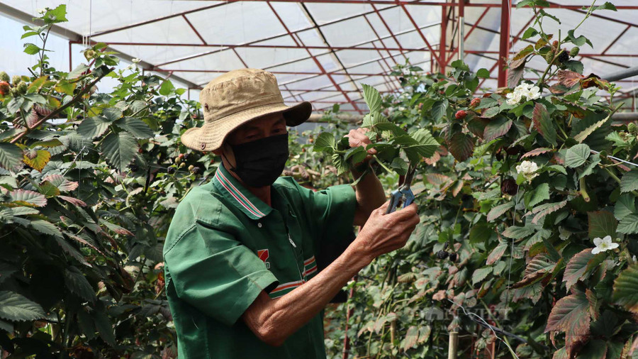 Những ngày đầu năm Nhâm Dần 2022, ông Nguyễn Nam vẫn đang cắt tỉa những cây phúc bồn tử, chăm sóc những chùm trái phúc bồn tử của gia đình mình trong căn nhà kính trên đường Cao Bá Quát, phường 7, TP Đà Lạt (tỉnh Lâm Đồng) để chuẩn bị đón khách tham quan. Ảnh: Văn Long.