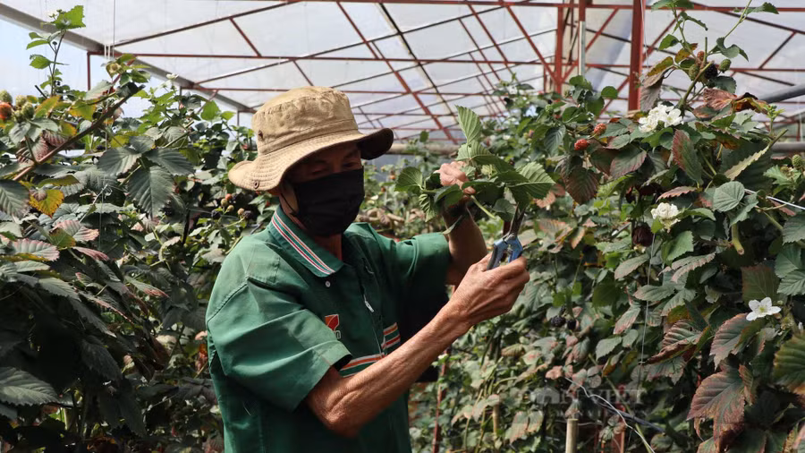 Những ngày đầu năm Nhâm Dần 2022, ông Nguyễn Nam vẫn đang cắt tỉa những cây phúc bồn tử, chăm sóc những chùm trái phúc bồn tử của gia đình mình trong căn nhà kính trên đường Cao Bá Quát, phường 7, TP Đà Lạt (tỉnh Lâm Đồng) để chuẩn bị đón khách tham quan. Ảnh: Văn Long.