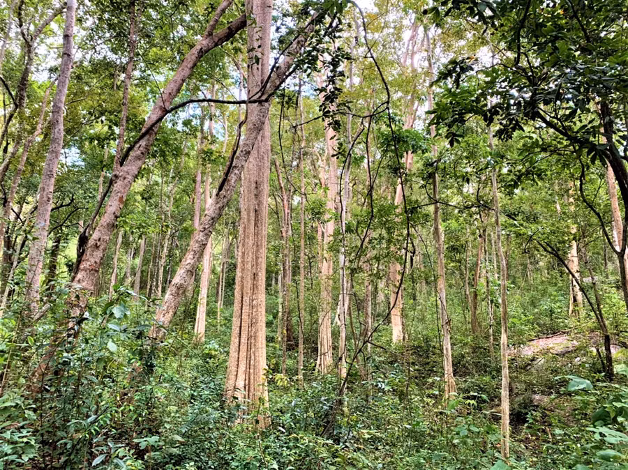 Hiện nay, khi diện tích rừng tự nhiên ở Tây Nguyên ngày càng bị thu hẹp thì tại Khu Bảo tồn thiên nhiên vẫn còn nhiều loại gỗ quý hiếm như Giáng hương, cà te, cẩm lai, trắc, căm xe…