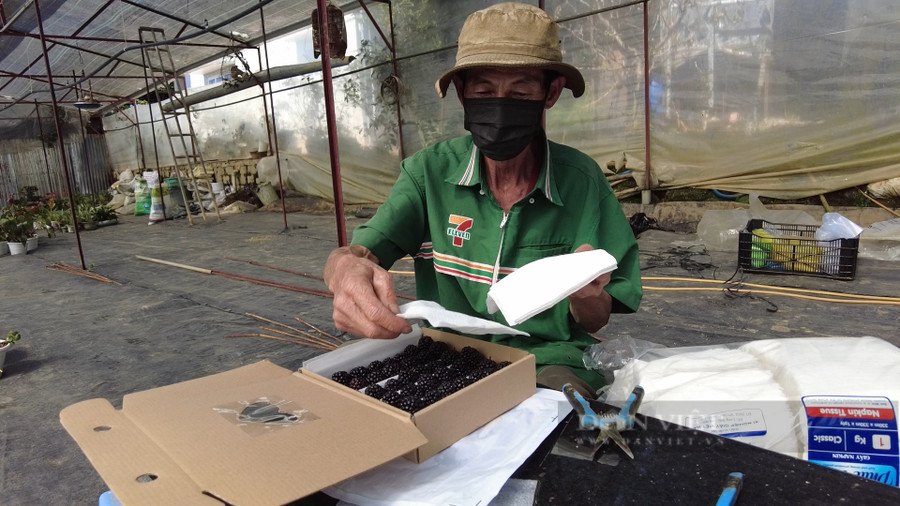 Sau khi du khách hái và đưa phúc bồn tử về, ông Nam sẽ lót thêm những lớp giấy mềm lên trên bề mặt quả để đảm bảo sản phẩm của khách hàng không bị dập nát trong quá trình vận chuyển. Ảnh: Văn Long.