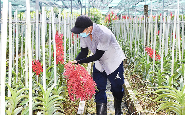 Trồng lan công nghệ cao của Hợp tác xã hoa lan Huyền Thoại, TP Hồ Chí Minh (Ảnh: Thành Nam - Quang Sơn) Trồng lan công nghệ cao của Hợp tác xã hoa lan Huyền Thoại, TP Hồ Chí Minh (Ảnh: Thành Nam - Quang Sơn)