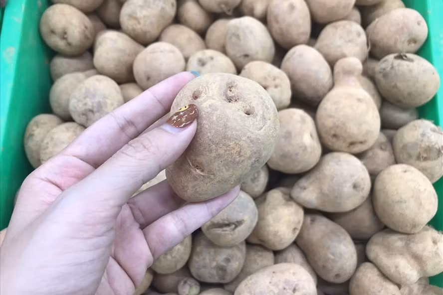 Những thực phẩm giàu tinh bột lành mạnh như khoai tây mang lại nhiều lợi ích cho sức khỏe. Ảnh: Thanh Ngọc