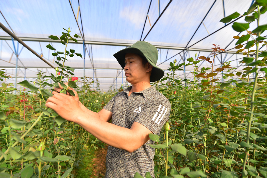 Anh Trần Thanh Cường (thị trấn Lạc Dương, huyện Lạc Dương, tỉnh Lâm Đồng) cho biết, mỗi gia đình sẽ có một cách chăm sóc, hàm lượng phân thuốc để cây hoa hồng ra bông rộ đúng dịp mà mình mong muốn. Ảnh: Văn Long