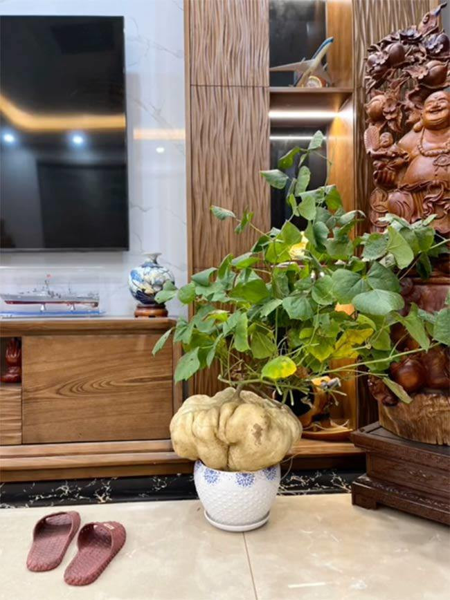 Củ đậu này nặng tới 15kg. Ảnh cắt từ clip