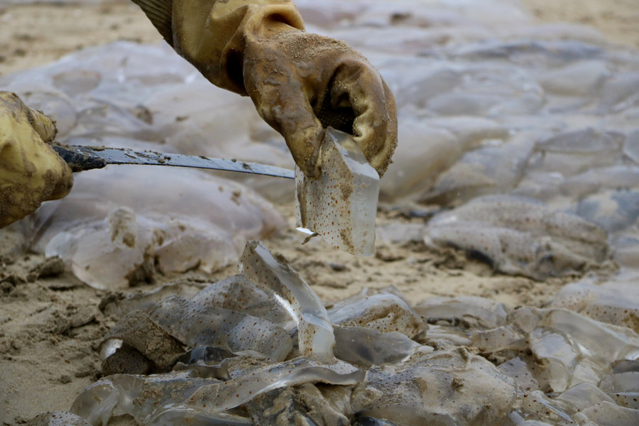 Ngư dân chỉ lấy phần thân và chân sứa đưa về để chế biến bán cho thương lái. Ảnh: Phạm Đức