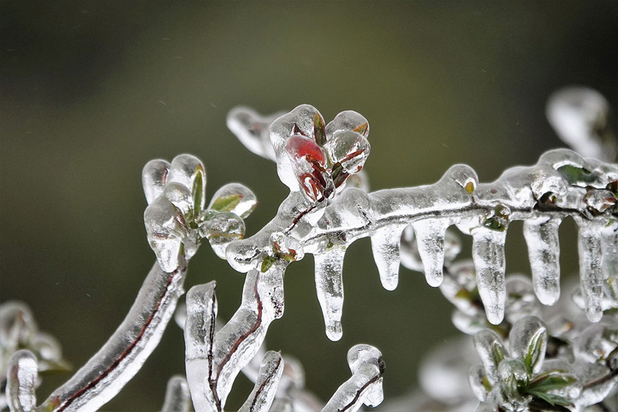 Do lạnh sâu nhiều ngày nên khối lượng băng bám trên các thân lá cây ngày càng dày và cứng. Ảnh: Mai Thanh Hải