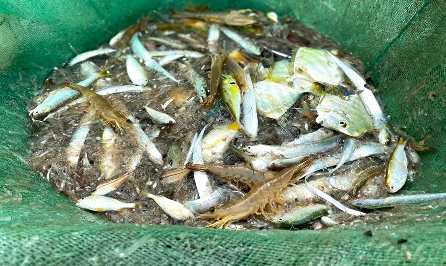 Cá, tôm… từ kéo lưới rùng. Ảnh: Hải Phong