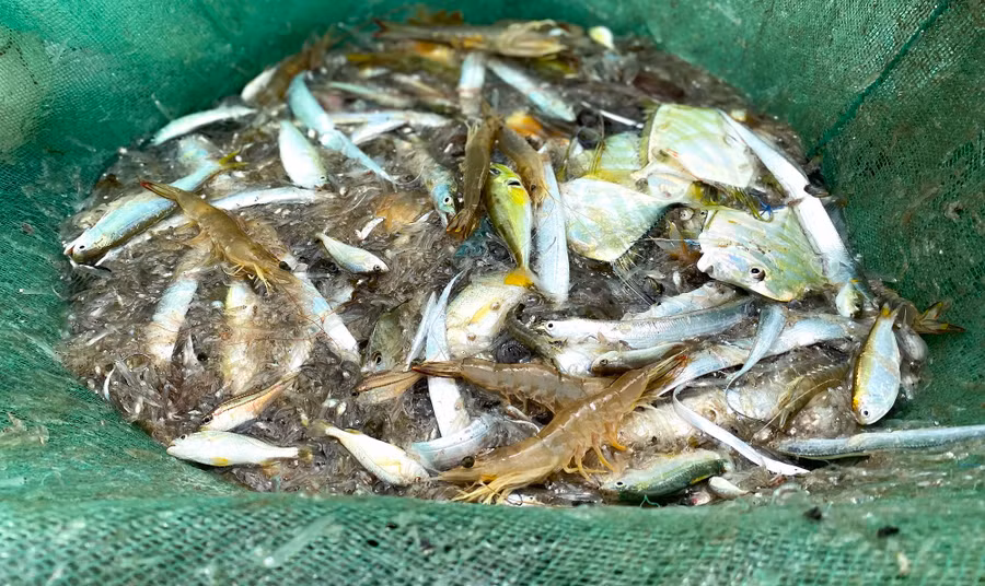 Cá, tôm… từ kéo lưới rùng. Ảnh: Hải Phong