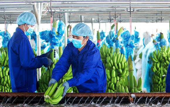 Mảng trái cây giúp HAGL dần khởi sắc, doanh nghiệp bắt đầu có lãi trong năm 2021. Ảnh: HAGL Mảng trái cây giúp HAGL dần khởi sắc, doanh nghiệp bắt đầu có lãi trong năm 2021. Ảnh: HAGL