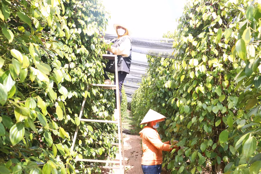 Sản phẩm hồ tiêu hữu cơ có đầu ra ổn định và giá cao hơn hồ tiêu thường khoảng 15 ngàn đồng/kg. Ảnh: Quang Tấn