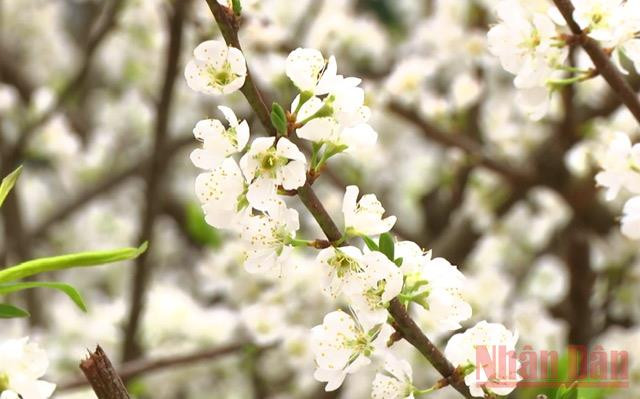 Sắc trắng tinh khôi của hoa mận đầu xuân đã thu hút nhiều bước chân thích trải nghiệm, khám phá. 